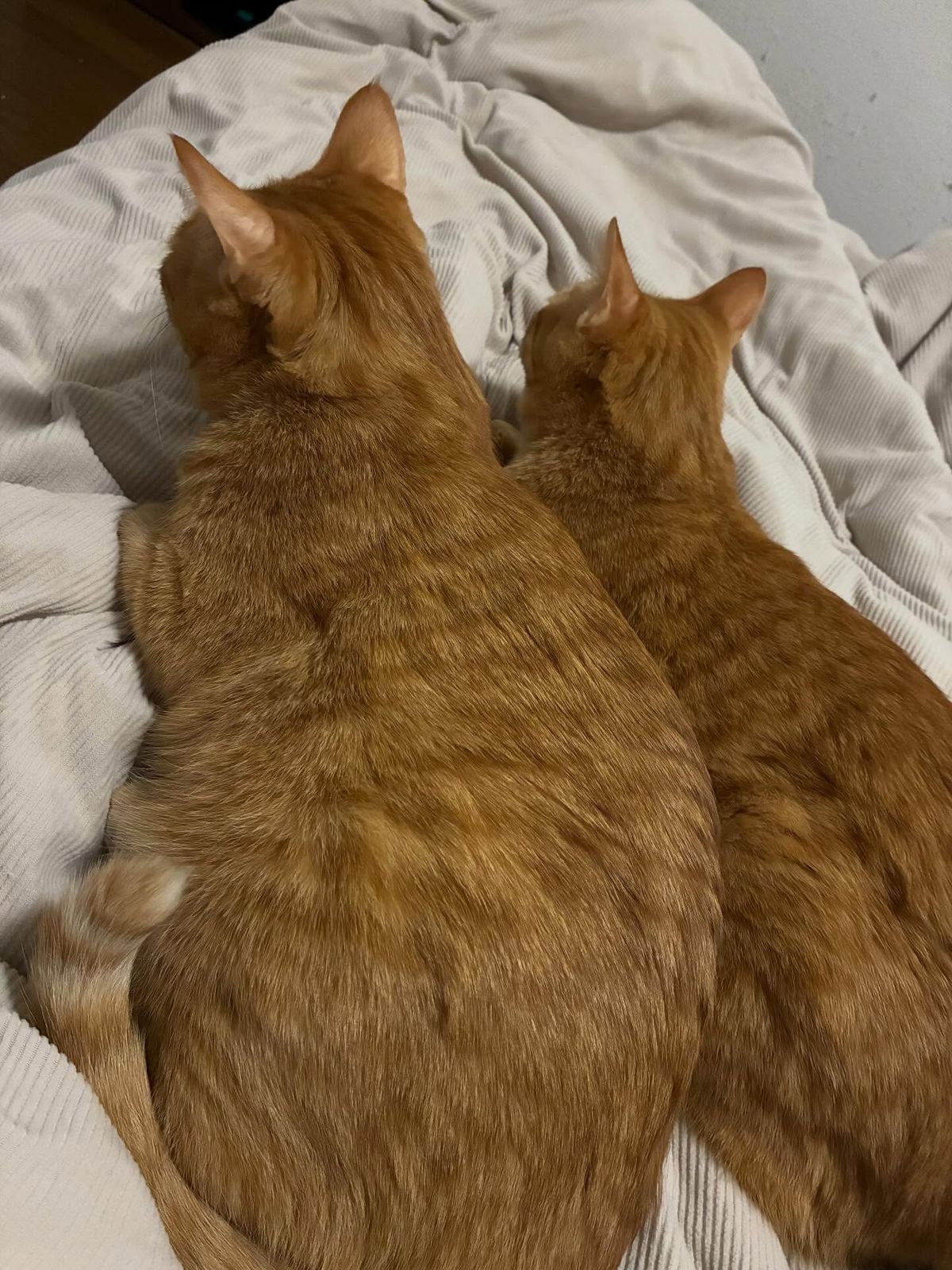 *
*
*
🐱🐱🫶😇
*
*
*

