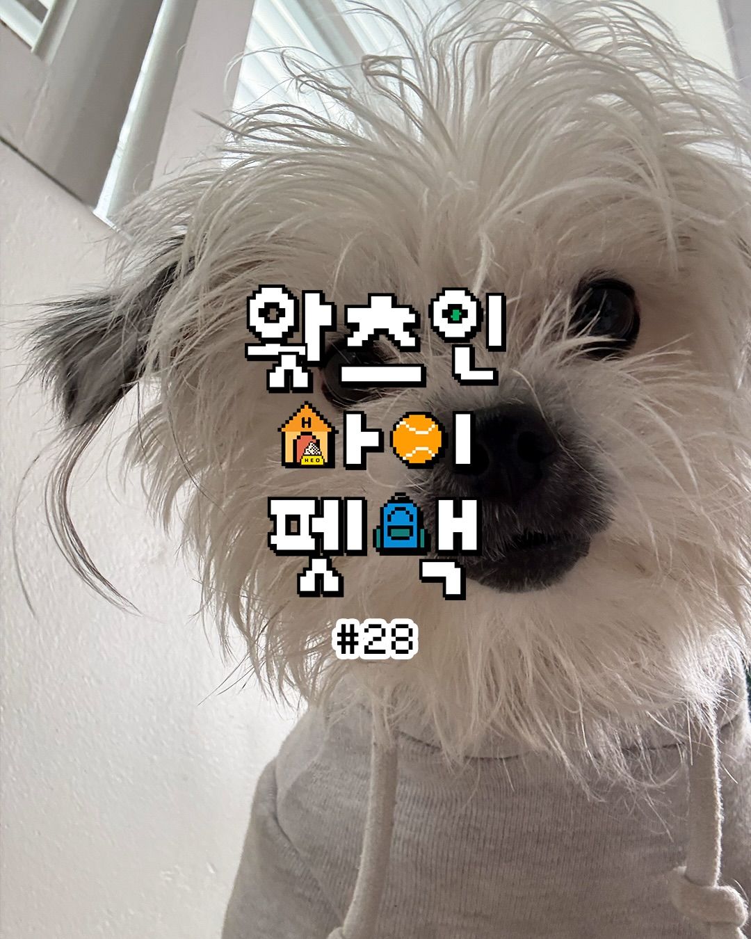 가나디가 어떻게 뱁새..?🥲 스물여덟 번째 의 주인공 카페 시아로하우스(siarohouse)를 운영하며 동양화 작가이자 디자이너로 활동 중인 ‘소금이(salty_sogumm)’ 언니들 김연우(purple_yard)와 김연지(daphne_bluee)의 가방 속을 공개합니다.🧂 꼬질한 털과 민들레 홀씨 같은 매력, 남다른 감각이 담긴 아이템들까지 지금 바로 확인해 보세요!🐾
반려인의 가방을 열어보다.🎒💬 가방 속 애정템부터 추천템까지 덕구의 에서 보고 싶은 털뭉치가 있다면 제보해 주세요.💌