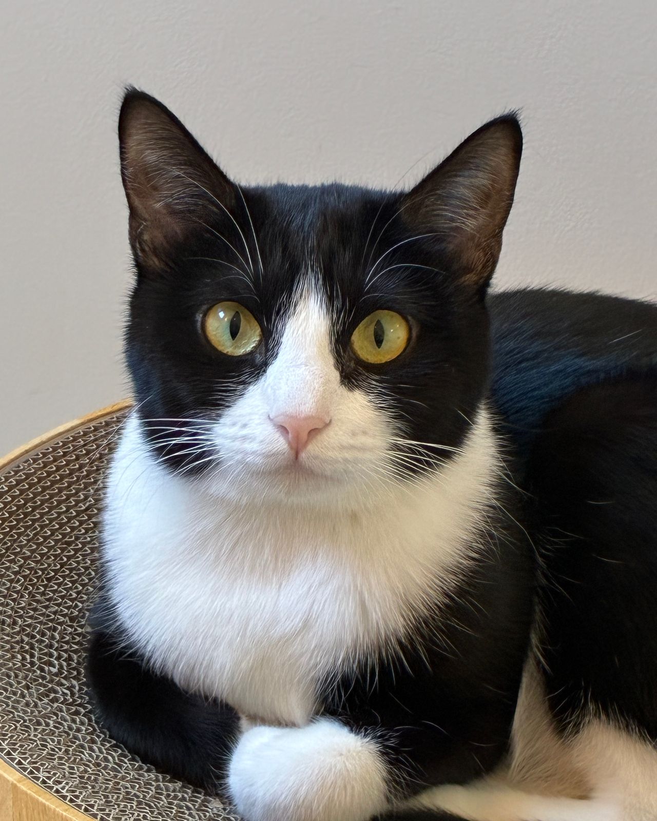 ノルさんのおとぼけ顔😾

-

Knoll and Lenny are sister tuxedo cats!

