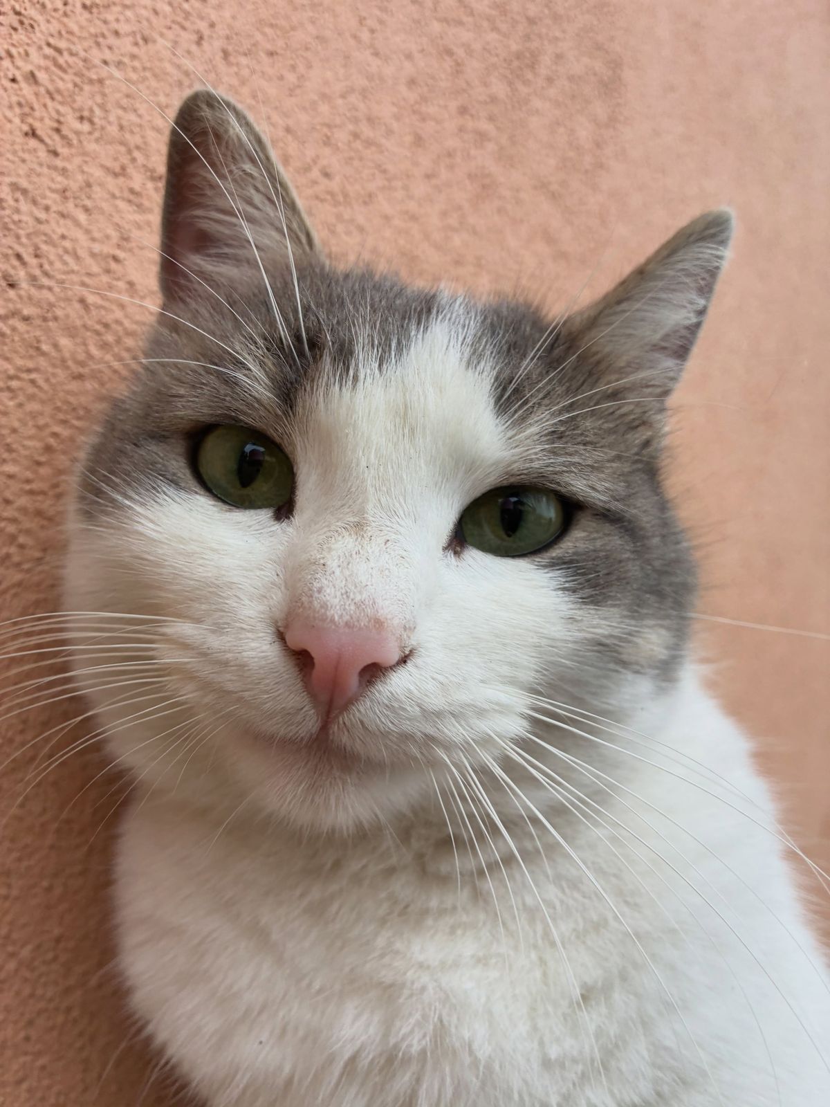 🐾 CIAO, IO SONO ESTER! 🐱💗

Ho sempre vissuto per strada, ma un mese fa la mia vita è cambiata: sono stata investita e da allora sono ricoverata dal veterinario. Ho dovuto anche affrontare un’operazione alla zampa. 🥺

Adesso sto bene e sono pronta a ricominciare… ma questa volta vorrei farlo in una casa, con una famiglia tutta mia. 🏡❤️

Ho circa 2 anni, sono sterilizzata, vaccinata, spulcinata e sverminata. ✨

Cerco qualcuno che possa farmi scoprire finalmente cosa significa avere un posto da chiamare casa, sentirmi al sicuro e ricevere tutto l’amore che merito. 🥹💕

Potresti essere tu la mia famiglia? 🐾

📍mi trovo a Cori, LT

📞 Per informazioni e adozione:
📤 DM 
oppure
351 658 03 09
oppure 348 824 54 67

📲 Condividete questo post: magari tra i vostri contatti c’è proprio la persona che Ester sta aspettando. ❤️

