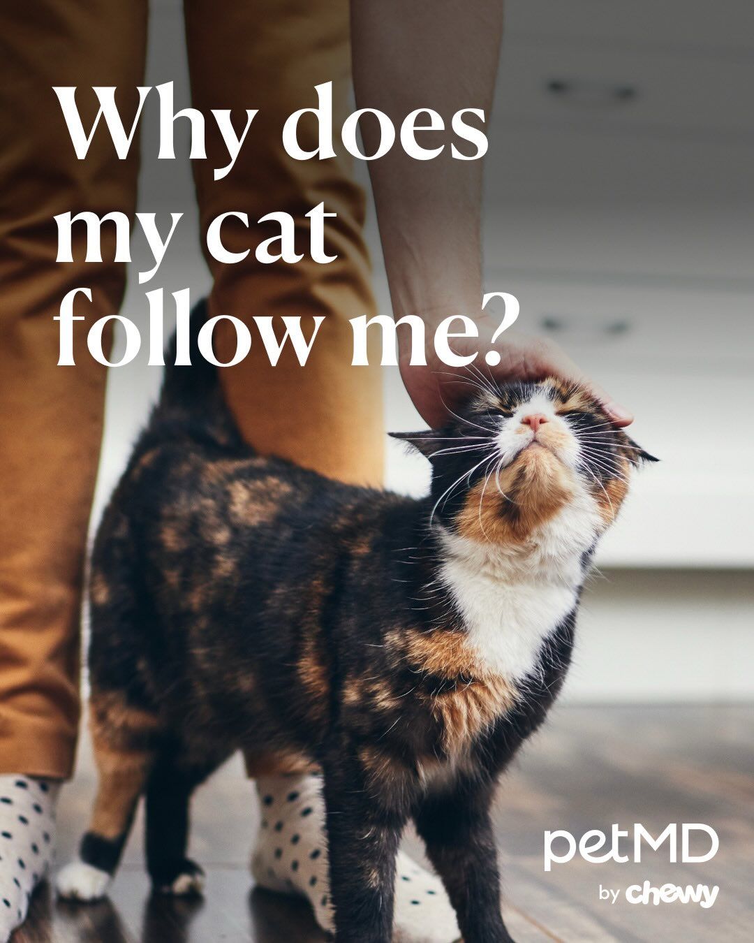 You may be wondering, “Why does my cat follow me everywhere?” Here are some explanations for this common cat behavior.