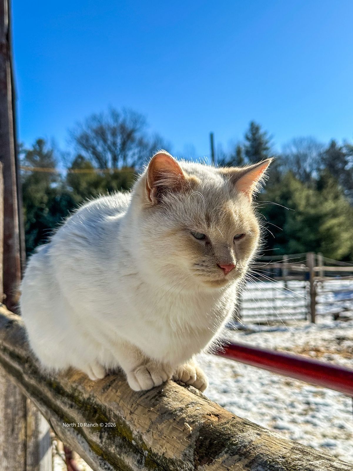 Snoopy is here to answer all the questions you’ve been asking 🐾
📍 What state are you located in?
North 10 Ranch is tucked away in beautiful Northeast Wisconsin.
🐎 What kind of animals do you have?
Our crew currently includes horses, chickens, cats, and dogs—and no day is ever boring.
🎂 How old are Super Trooper and Snoopy?
Snoopy is just shy of a year old, and Super Trooper is 8 months old.
🌱 What do you do on your place?
We raise chickens, plant a big garden, ride horses, and help horses heal after injury. Sometimes that rehab work happens here on the ranch, but most often I travel offsite to do it. Above all, this place is about keeping life fun, wholesome, and horse-centered.
💙 How long has Snoopy loved Sig?
Snoopy has always adored the horses, but when Sig moved back into Talon’s paddock in January, the Snoopy–Sig bromance really took off.
👀 Is Sig blind? Is Sig albino?
Nope to both! Sig isn’t blind—he has blue eyes and sees just fine. He’s also not albino. His color is called Cremello, and that coloring is exactly why his eyes are blue.