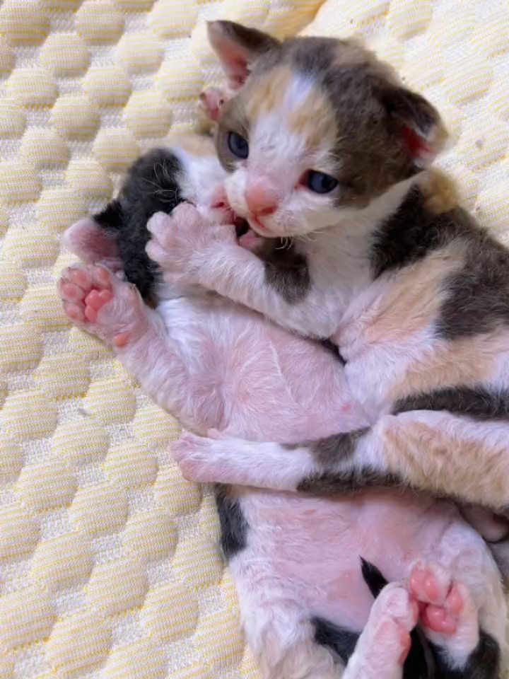 📽 from @霹雳闪电大冰块 | DY
