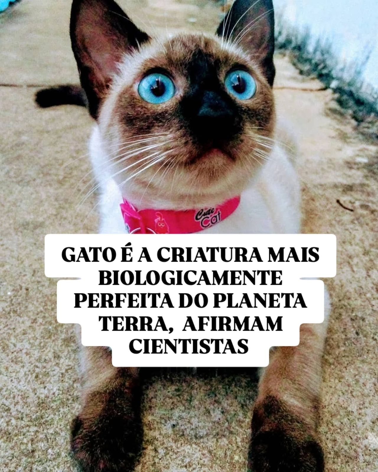 Um estudo conduzido pela bióloga evolutiva Anjali Goswami, do Museu de História Natural de Londres, e publicado na Scientific American, aponta que os gatos são uma das criaturas mais próximas da “perfeição biológica”.
Segundo a pesquisadora, a estrutura corporal dos felinos é tão eficiente que quase não sofreu mudanças ao longo da evolução, do gato doméstico aos grandes felinos, como tigres e leões, o formato do crânio e as proporções corporais permanecem praticamente idênticos.