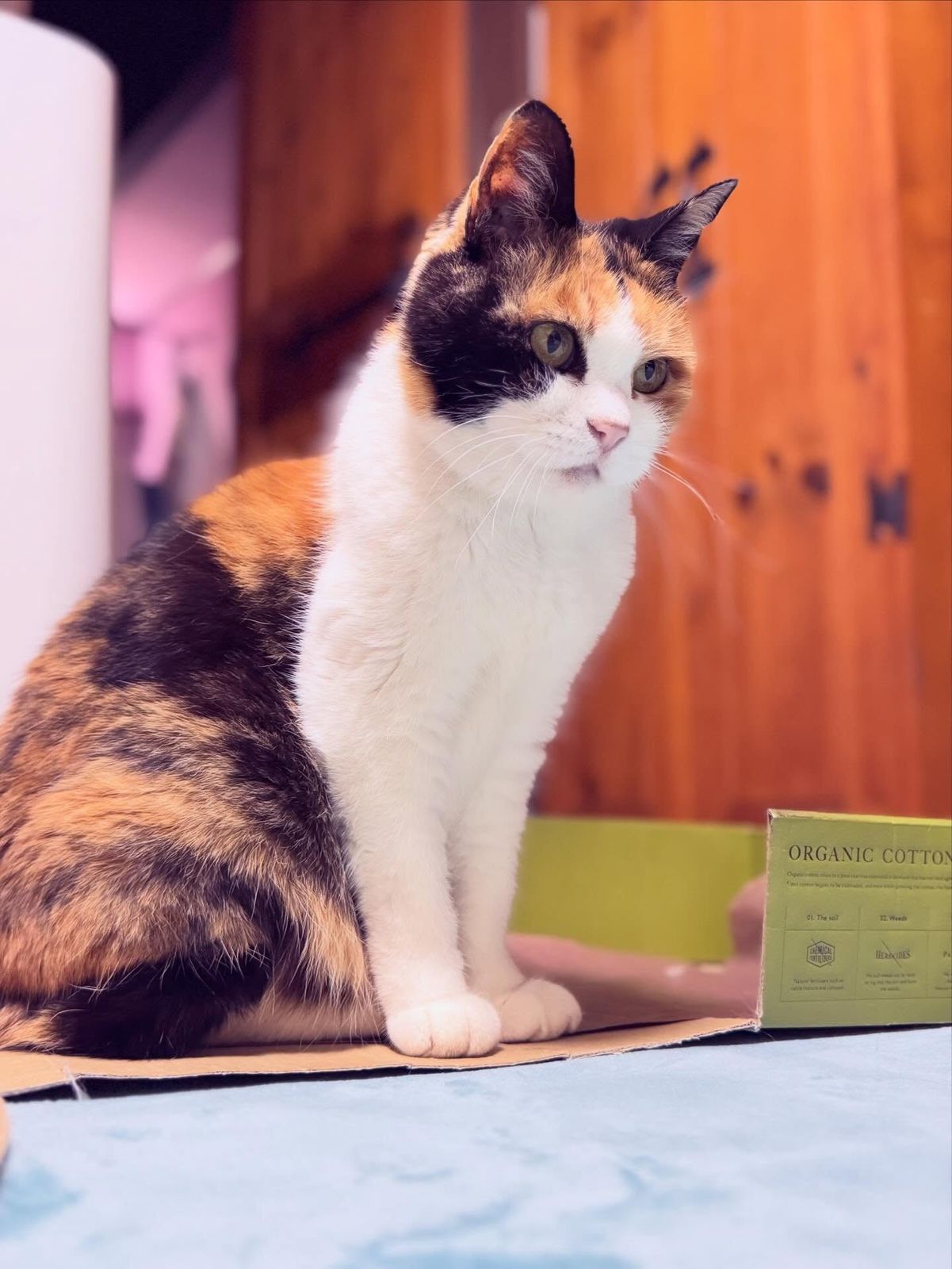 今日も雨にゃの☔😿☔️

.

