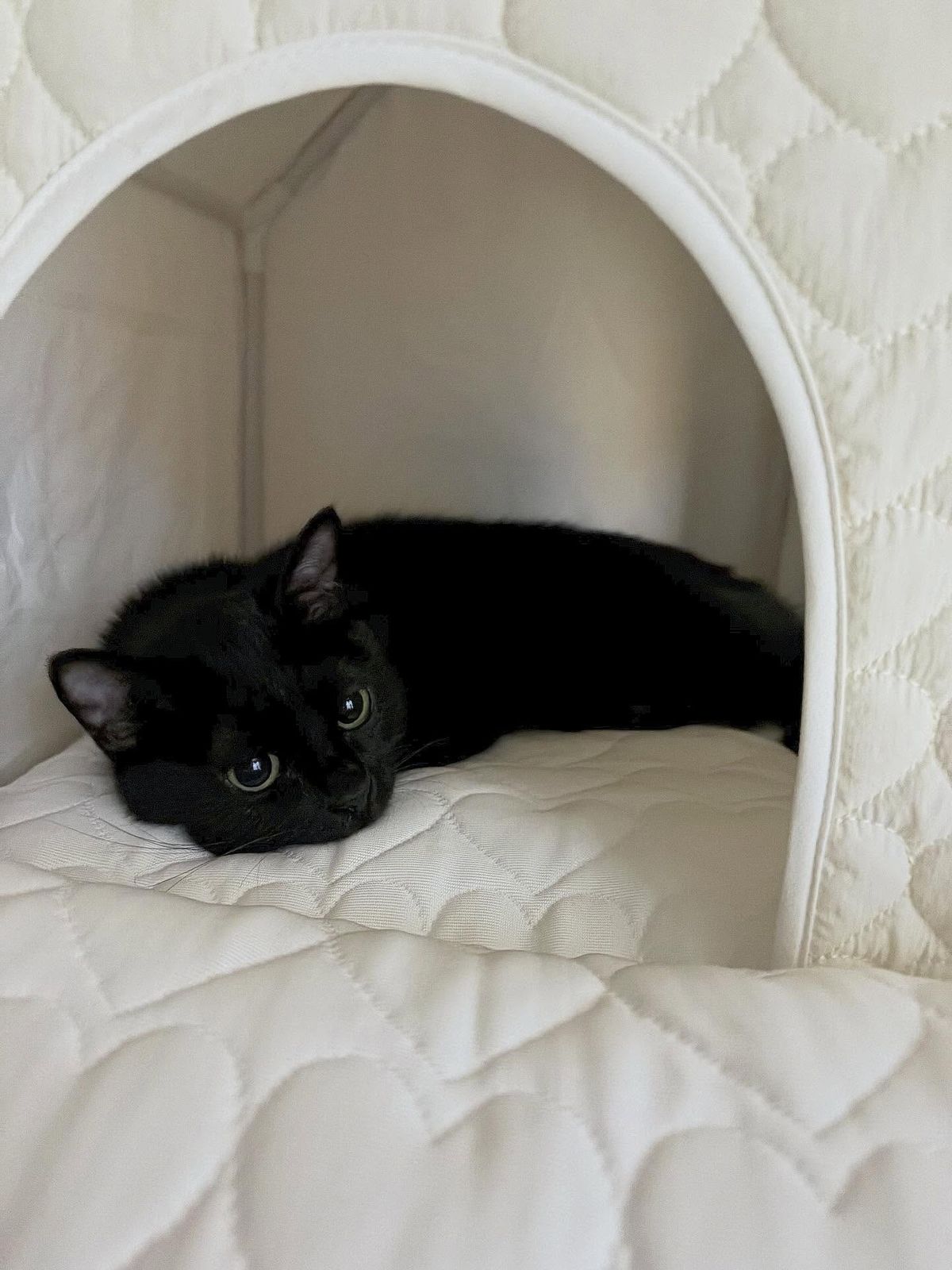 내가 방에 늦게 들어간다 싶으면 혼자 먼저 들어가 있는 귀염둥이 ... 🖤🐈‍⬛🖤