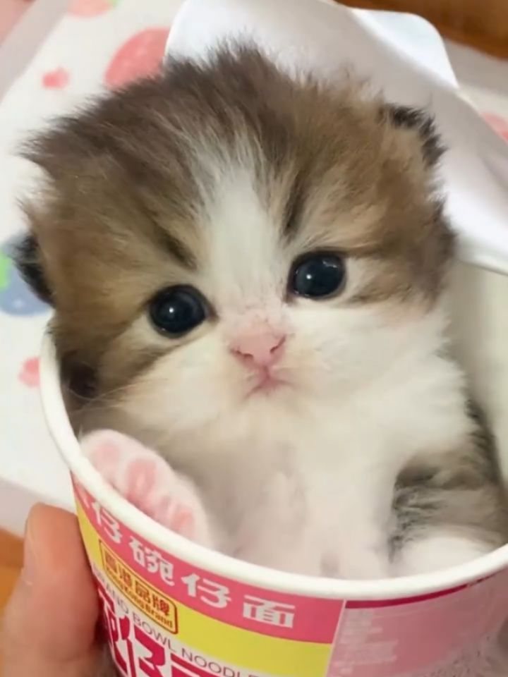 Product Link in Bio 🛍️🐾🐱
🐾 Essential Cat Care Tips: Keep Your Feline Happy & Healthy 🐱❤️
1. 🐱 Provide fresh water daily: Cats need hydration, so always ensure they have access to clean water.
2. 🍽️ Feed a balanced diet: Choose high-quality food that suits your cat's age and health.
3. 🧼 Regular grooming: Brush your cat's fur to reduce shedding and prevent matting.
4. 🏠 Create a cozy space: Set up a comfy spot for your cat to rest and relax.
5. 🎾 Playtime is essential: Keep your cat active with toys and fun activities.
6. 🐾 Litter box maintenance: Keep the litter box clean and accessible to avoid accidents.
7. 🩺 Regular vet check-ups: Ensure your cat is up-to-date with vaccinations and health screenings.
8. 💤 Respect their space: Cats need their alone time, so give them space when they retreat.
9. 🏃♀️ Keep them active: Engage in activities that encourage physical movement and mental stimulation.
10. 🛏️ Provide a scratching post: Helps your cat keep claws healthy and avoid furniture damage.
These tips should keep your feline friend happy and healthy!
.