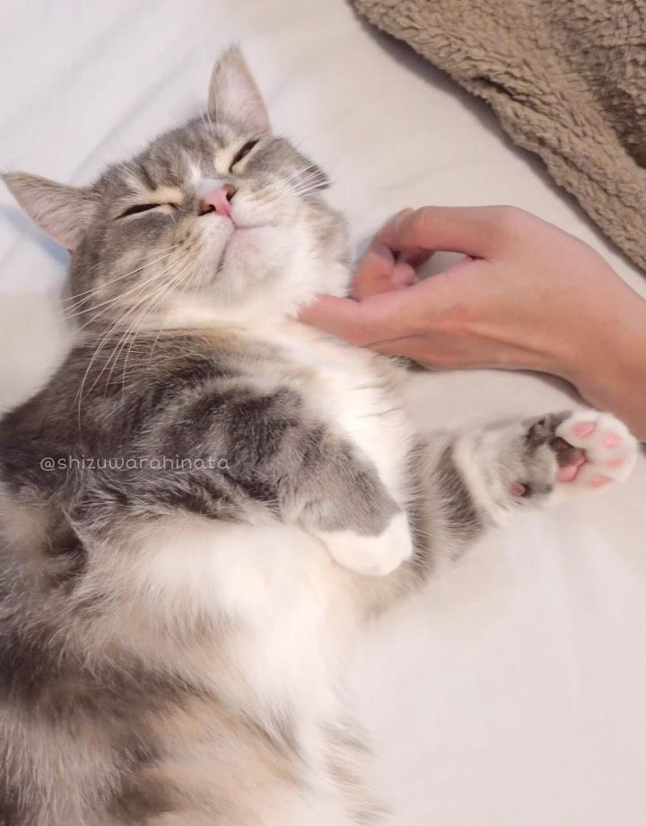 💆
撫で撫で気持ちよさそう🥰

Warabi
.
.
.
