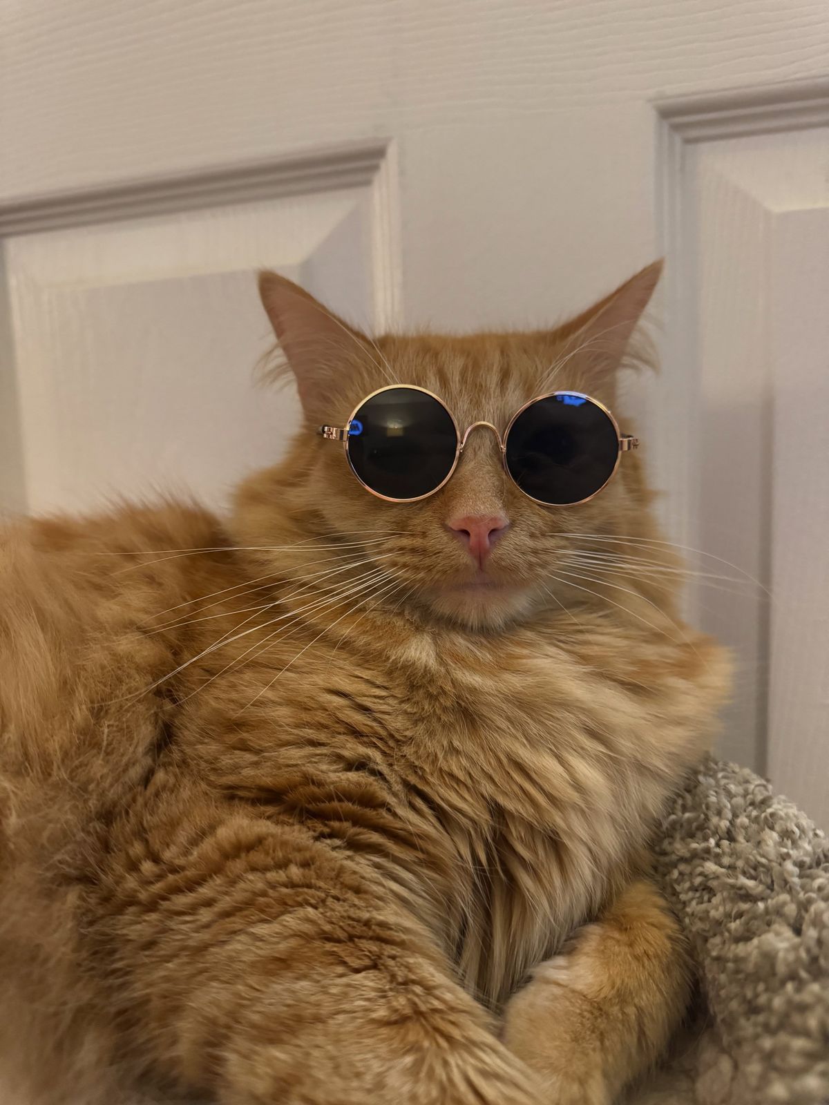 hello everyone.
ask me your questions. i will answer them between naps.
also, the merch link is in our bio. subscribers get an additional discount, which helps support my very large treat budget.
i appreciate your service.