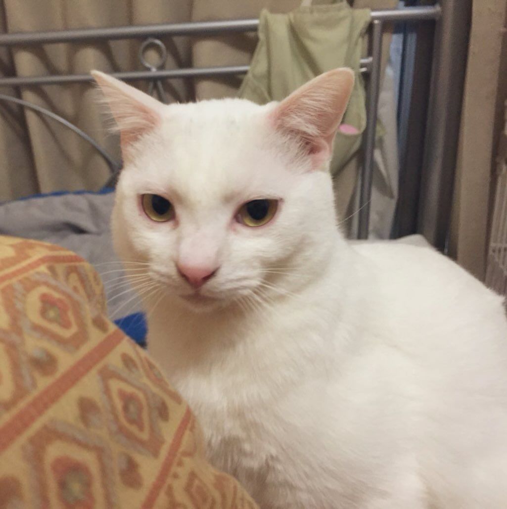 凛々しいマロちゃん。今日も生きんぞ。 