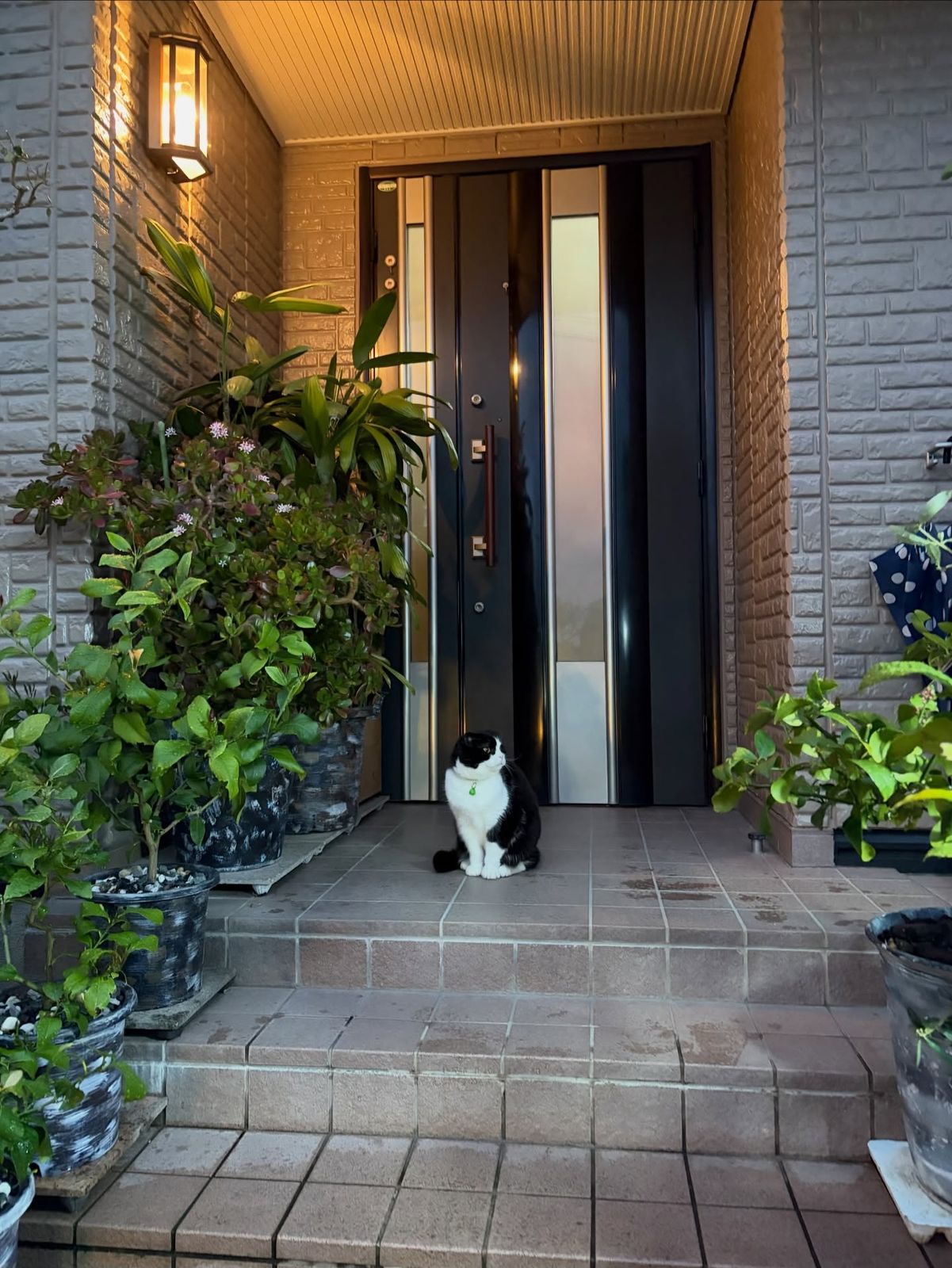 おはようございます😃
【😸今日のニャンコ😽】
『何か異常はないかな???』
今朝は小雨が降っています🌧️
小次郎隊員はまだ当たりが真っ暗な早朝5時前から雨の中をパトロールに出かけ無事帰って来ました(📷④〜)😽😎🚓🫡
一方、濡れるのが大嫌いな武蔵隊員は玄関まで出て来ましたが今日のパトロールを中止しました🌧️😿☂️😹☔️
🐱👀🫡 😺👮♀️🫡 😽👀🫡
🚓 👀 🚓 👀 🚓 👀
➖ ➖ ➖ ➖ ➖
みなさん、良い一日をお過ごしください❣️🤗
【2026 04 02】
🐾 🐾
🐾
