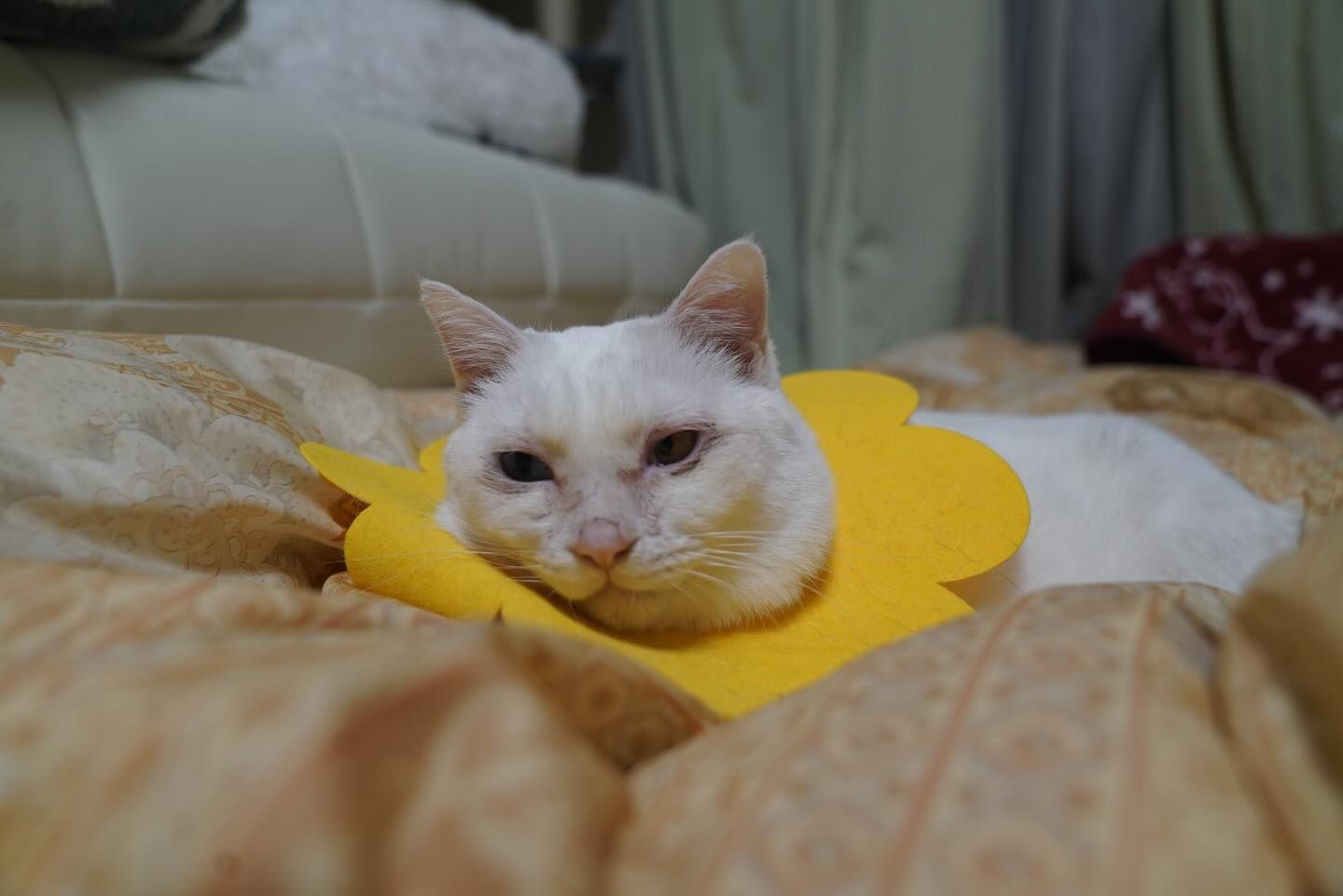 新年度。今日も生きんぞ。 