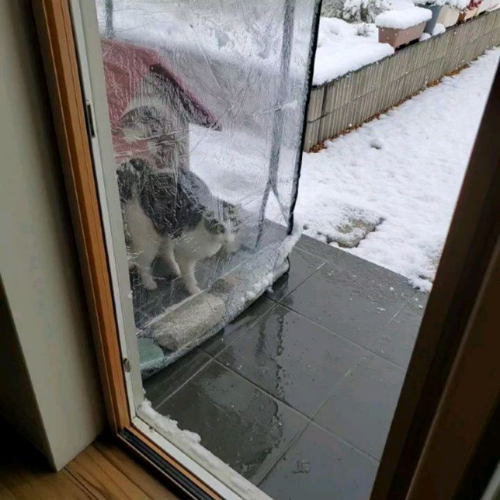 何年かぶりの雪景色🌧⛄❄️
サクラちゃんは、こんなに積もった雪を見るのは初めてじゃないかなぁ。
⑤:雪の上にサクラちゃんの足跡🐾🐾🐾
⑦⑧:「そんな所にいないで 早くハウスに戻り〜」って思ってたら…
⑧:すぐに ハウスに戻ってました😊
この、一面真っ白な所にロクちゃんがいたら映えるだろうなぁ❄️🐈⬛❄️
