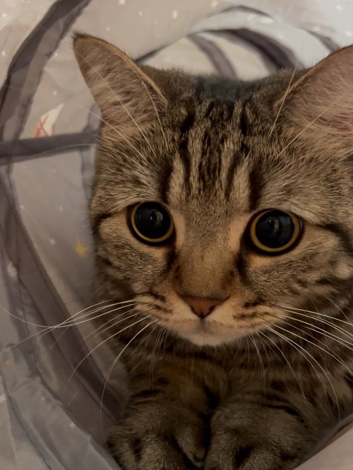 最近は毎日トンネルで遊んでます😽✌🏻


