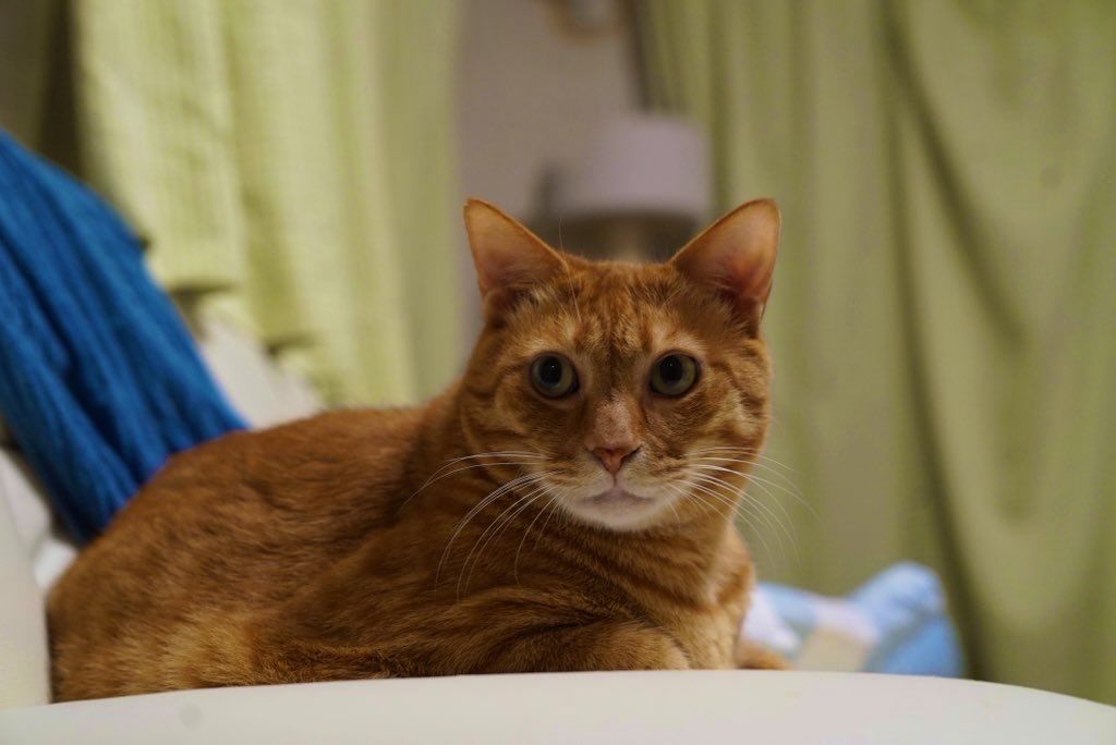 ベテラン子猫四十九日。今日も生きんぞ。 