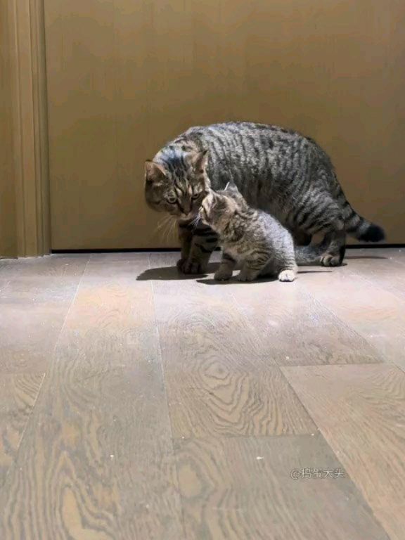 🎥 from 捣蛋大头 - DY
