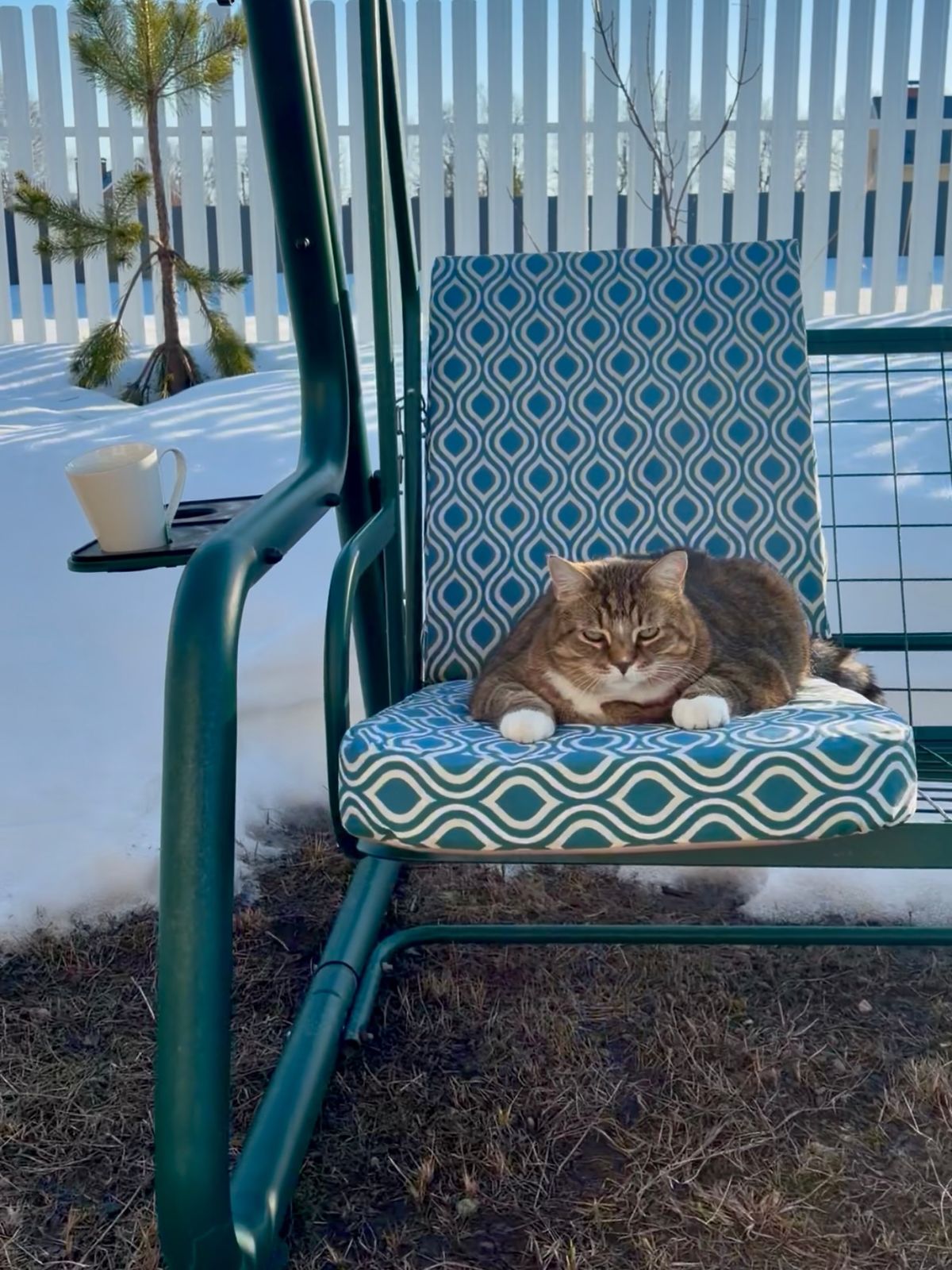 Рассказываю. На самом краю заповедного леса, где бродят кабаны размером с комод, а мухоморы вымахивают до состояния малогабаритных квартир, стоит наш дом.
⠀
По ночам тяжёлые еловые ветки скребутся по черепице, будто невидимое чудище поглаживает крышу своими лапами и спрашивает: «Вы там спите, у-у?»
⠀
Фасад нашего дома окаймлён фонариками, которые Вера включает на ночь, чтобы заплутавший леший не перепутал дверь и не вломился к нам с требованием переночевать и рассола, хотя она утверждает, что это для красоты.
⠀
В ту недавнюю ночь Вера с Тёмой пребывали в глубоком сне. Дверь на веранду осталась приоткрытой и вдруг из нашей кухни прямиком во мглу вырвался вой. Звук был таков, будто стая оборотней не поделила свежего налогового инспектора.
⠀
А затем, в окнах подсвеченной фонарями веранды появилось ОНО. Низкорослое приведение. Оно медленно скользило вдоль стёкол в холодном свете уличных фонарей, монотонно, как маятник. Туда-суда, туда-сюда.
⠀
Рассказываю что же у нас стряслось, потому как и в поселковом чате спрашивали кто орал ночью.
⠀
Накануне Вера, коварно экспроприировав Тёмины капиталы, приволокла в дом робот-пылесос. Не постигнув всей глубины настроек она поставила его на зарядку и удалилась спать. Около часа ночи машина восстала, другими словами включилась самопроизвольно.
⠀
Я разумеется, не испугался, а издал громогласный вой на весь дом. Научился имитировать звук оборотня, чтобы отпугивать соседских котов.
⠀
В это время Бруня, совершенно не обремененный инстинктом самосохранения, принял адскую машину за бесплатный аттракцион. Он водрузил свой зад на жужжащий алтарь и поехал, пока не уперся в стекло панорамной веранды, волоча следом намотанный на щётку Тёмин носок.
Так они и ездили вдоль окна туда-сюда, пока Вера не разбудила Тёму и не попросила проверить что там стряслось.