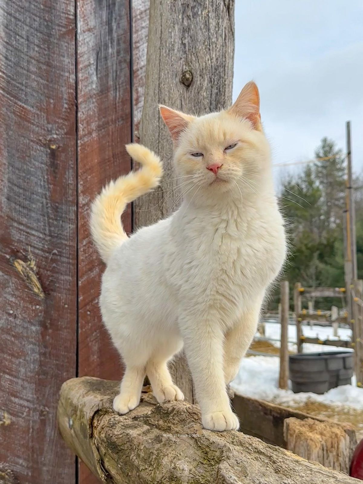 Snoopy was dancing to his own tune as I groomed Smokey yesterday.