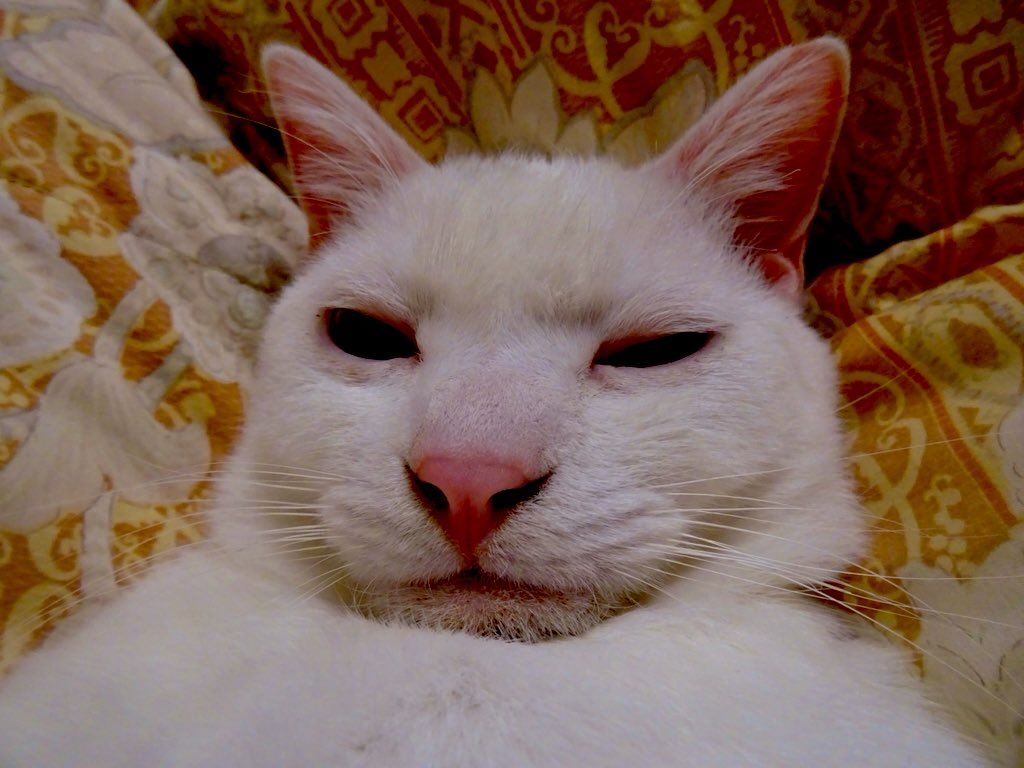 イカンマロチャン。今日も生きんぞ。 