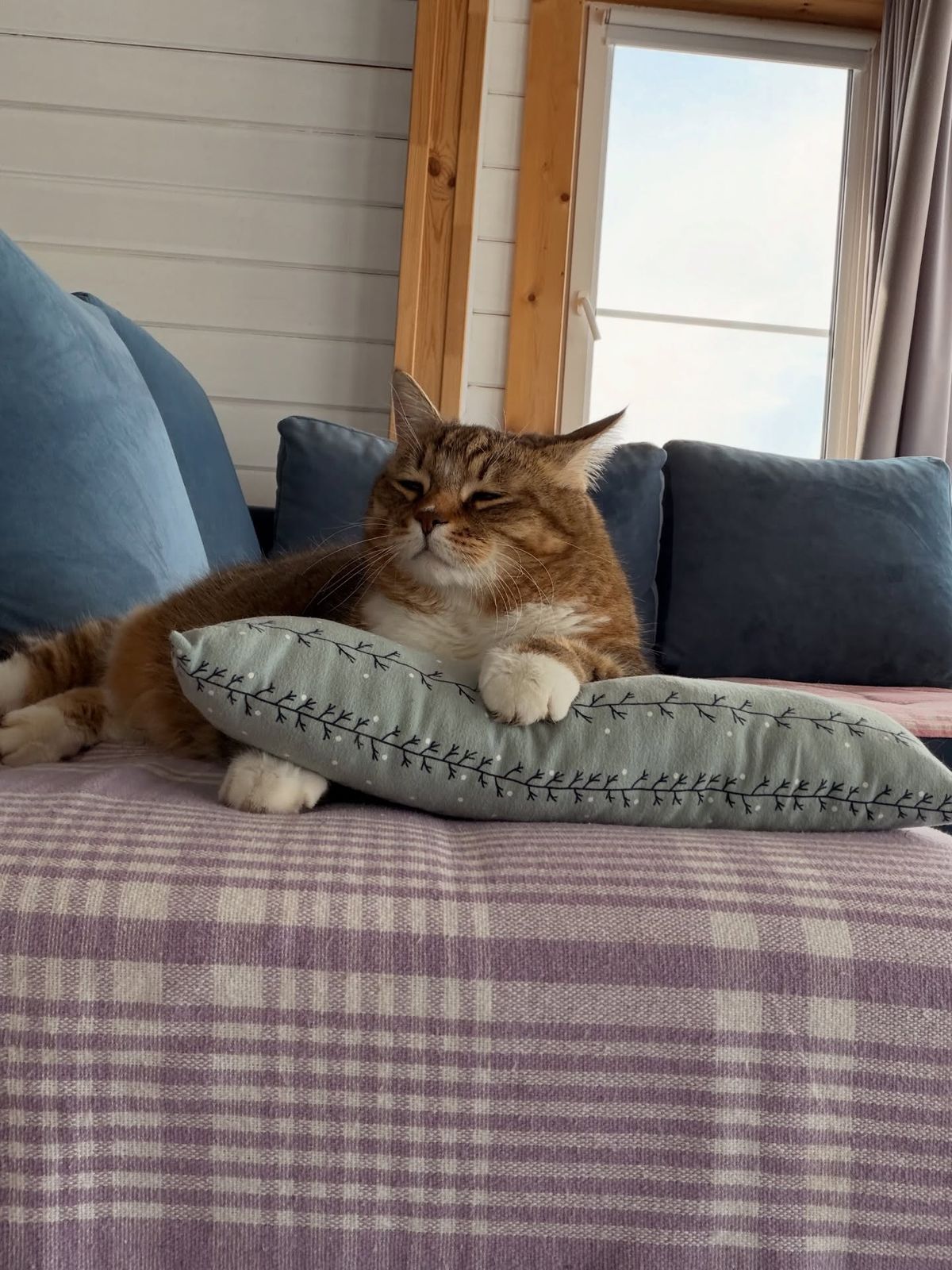 На этом фото я кажусь гордым, словно постиг суть вещей. Ежедневно я наблюдаю, как отчаянно эта Вселенная нуждается в коте. Очередное тому доказательство случилось буквально вчера.
⠀
Я отдыхал на диване. Лапы мои были покрыты свежей грязью, и мне было глубоко на это плевать, если не сказать похлеще. Вера, тем временем, копошилась в саду.
⠀
Сквозь дремоту я услышал, как к ней подошла соседка.
⠀
— Верочка, — заговорила она почти что с надрывом, — Я пришла официально, почти с челобитной, просить к нам Тиграна Валерича. Спасу нет. Мыши одолели совершенно. Вы себе не представляете: проводку изгрызли в труху, по комнатам шествуют пешком, вразвалочку, иногда группами. В крупу гадят, никого не стесняясь. Полная потеря нравственных ориентиров.
⠀
Вера позвала меня.
⠀
Разумеется, с первого раза я не пошел. Я набивал себе цену, как редкий лот на аукционе. Со второго зова я лениво повел ухом, давая понять, что слышу мольбы, но пока занят.
⠀
И только с третьего призыва я удосужился встать. Потянулся «собака мордой вниз, собака мордой вверх», и медленно проследовал к соседям. Я шел спасать их шкуру и крупу, купаясь в громких аплодисментах бедолаг.