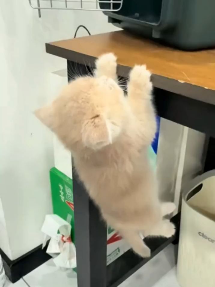 Product Link in Bio 🛍️🐾🐱
🐾 Essential Cat Care Tips: Keep Your Feline Happy & Healthy 🐱❤️
1. 🐱 Provide fresh water daily: Cats need hydration, so always ensure they have access to clean water.
2. 🍽️ Feed a balanced diet: Choose high-quality food that suits your cat's age and health.
3. 🧼 Regular grooming: Brush your cat's fur to reduce shedding and prevent matting.
4. 🏠 Create a cozy space: Set up a comfy spot for your cat to rest and relax.
5. 🎾 Playtime is essential: Keep your cat active with toys and fun activities.
6. 🐾 Litter box maintenance: Keep the litter box clean and accessible to avoid accidents.
7. 🩺 Regular vet check-ups: Ensure your cat is up-to-date with vaccinations and health screenings.
8. 💤 Respect their space: Cats need their alone time, so give them space when they retreat.
9. 🏃♀️ Keep them active: Engage in activities that encourage physical movement and mental stimulation.
10. 🛏️ Provide a scratching post: Helps your cat keep claws healthy and avoid furniture damage.
These tips should keep your feline friend happy and healthy!
.