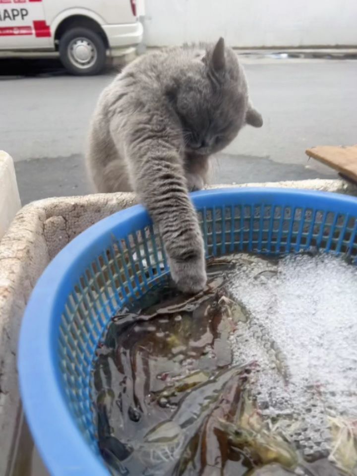 📽 from @旺财喵 | DY
