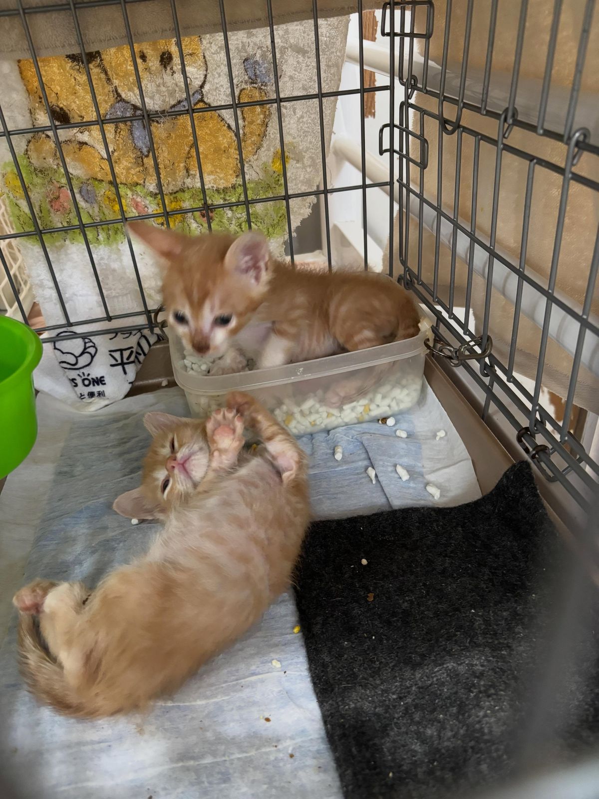 猫砂撒き散らしてゴロンゴロン。トイレに篭るのも好きだよねー。
