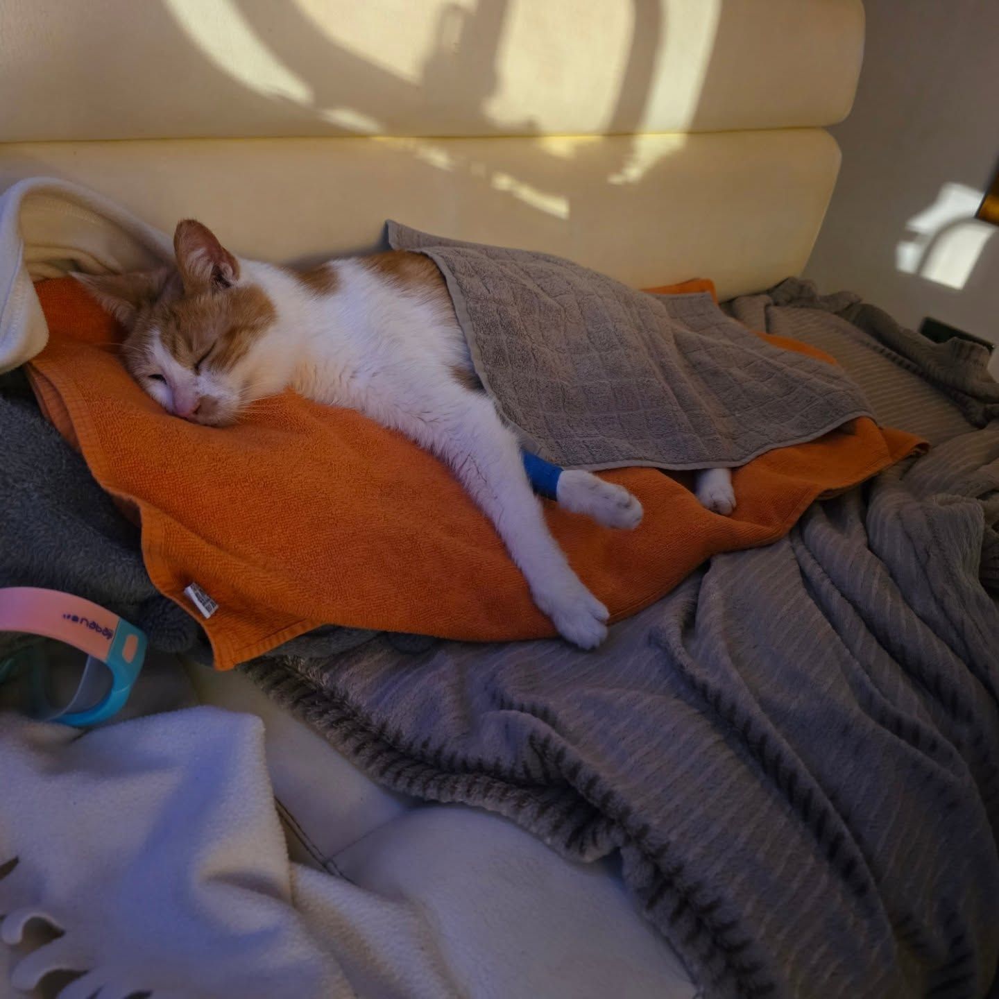 🐈 Recovering from a stroke 🤕
Have you ever had to be hospitalised for that, furriends❓️
🏥 My pawrents rushed me to the vet, on Tuesday morning. After 4 days of intensive care, I am finally back on board, tonight. ⛵️
Thank you to the amazing team of vets and assistants at the vet clinic 《 La Rose Des Vents》 ! 😻
I still soil myself, and drag on 1 side. But my appetite is excellent, and I am fighting hard to get my mobility back 💪🏻
Any tips or siggestions on how to care for a senior cat, after a stroke ❓️
Have a lovely weekend 😽 Ulysse The Cat
• S.P.A Saint-Malo •
💕 𝘋𝘰𝘯𝘢𝘵𝘦 𝘵𝘰 𝘵𝘩𝘦 𝘴𝘩𝘦𝘭𝘵𝘦𝘳 𝘐 𝘤𝘰𝘮𝘦 𝘧𝘳𝘰𝘮 👉🏻 𝘭𝘪𝘯𝘬 𝘪𝘯 𝘣𝘪𝘰
Likes, comment and shares appreciated 🐾